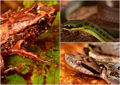 ​玻利维亚安第斯山脉发现20个新品种动植物 1厘米长青蛙lilliputian frog全球最小