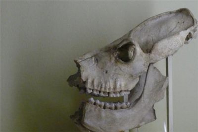 ​巨狐猴：鼬狐猴的近亲（500年前已经灭绝的生物）