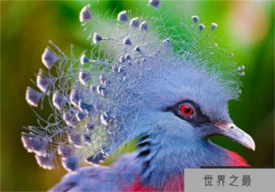 ​世界上最漂亮的鸠 维多利亚凤冠鸠(凤冠孔雀开屏)