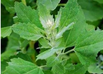 ​北方农村“即将消失”的野菜：图4最好吃，但是再也挖不到了！