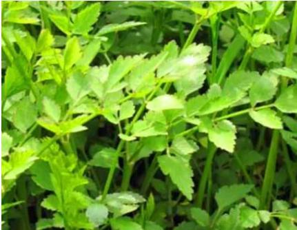 北方农村“即将消失”的野菜：图4最好吃，但是再也挖不到了！