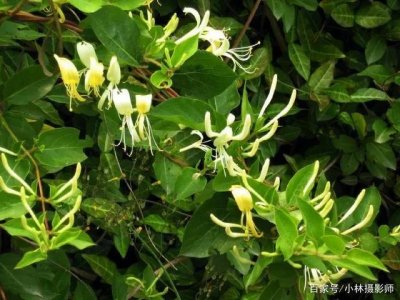 ​农村这种“断肠草”，名字不好听，价值却很珍贵，大家知道吗？
