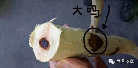 如何鉴别海黄真假（带你认识真实的海黄）(7)