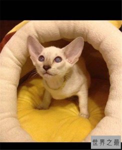 ​世界上耳朵最大的猫，一对大耳朵宛若一只精灵