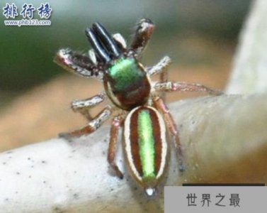 ​世界十大奇怪蜘蛛，腹部有笑脸的蜘蛛你见过吗
