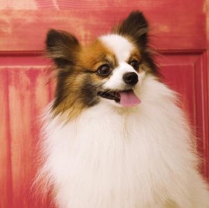 ​宠物狗犯错误了，铲屎官可以用这4种方法教导它，能让它长记性