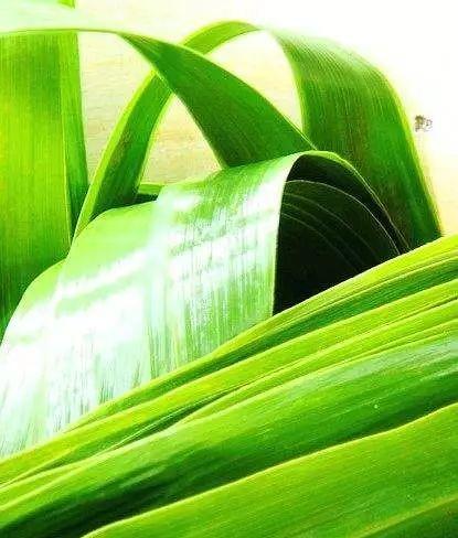 包粽子用的那个叶子是什么叶（包粽子用什么叶子）
