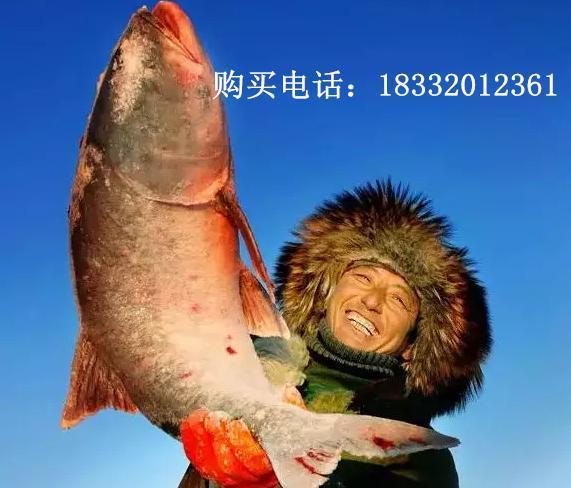 查干湖鱼这么做，营养又美味，完全没腥味，香得邻居来敲门！