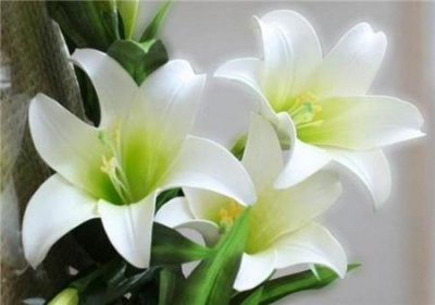 ​百合是什么意思