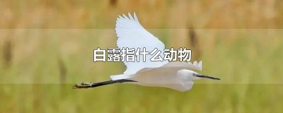 ​白露指什么动物