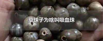 ​草珠子百度百科 草珠子还叫什么名字