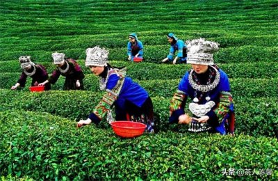 ​都匀毛尖是什么茶（产茶大省贵州茶代表——你不知道的都匀毛尖）