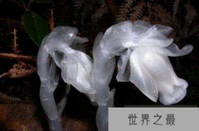 ​世界花语最恐怖的花 死亡之花水晶兰