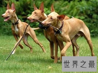 马耳他的国兽，世界公认的捕兔能手法老王猎犬是怎样的