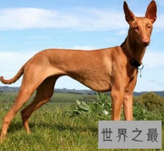 ​马耳他的国兽，世界公认的捕兔能手法老王猎犬是怎样的