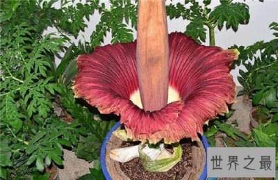 ​尸臭魔芋最高可达三米，绽放时发出尸体腐烂的气味
