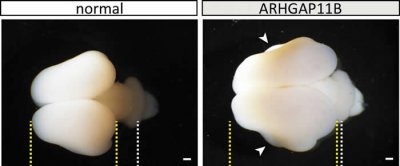 ​首次确认人类特有的“聪明基因”ARHGAP11B 进化过程中与其它灵长类区分的
