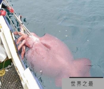 ​新西兰渔船在南极捕获世界上最大的鱿鱼--大王酸浆鱿