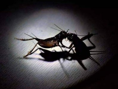 ​蟋蟀厉害 蟋蟀干嘛