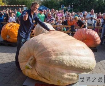 ​世界上最大的南瓜，巨型南瓜怪兽（重达1900斤）