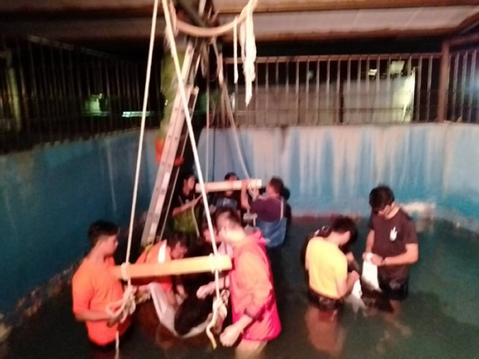 台湾新北市林口下福沙滩2只瓜头鲸搁浅