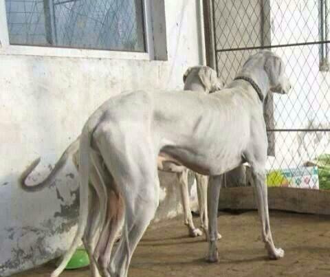 我国最强大的猎犬可以打得过比特犬吗？