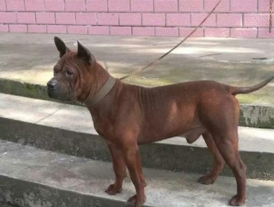 ​我国最强大的猎犬可以打得过比特犬吗？