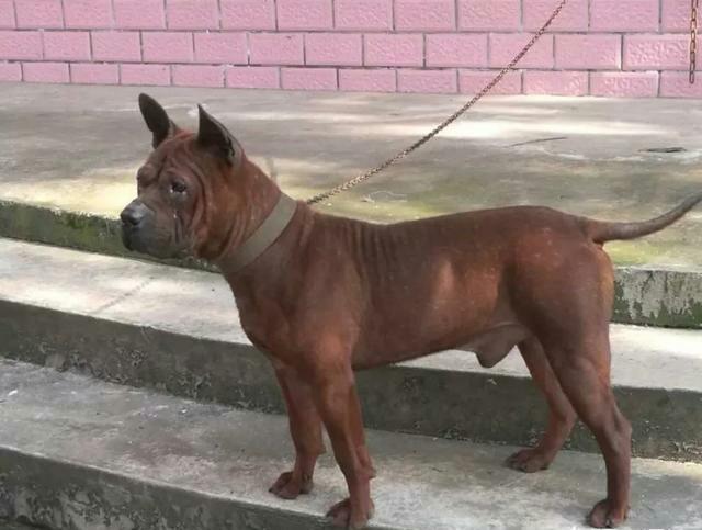 我国最强大的猎犬可以打得过比特犬吗？