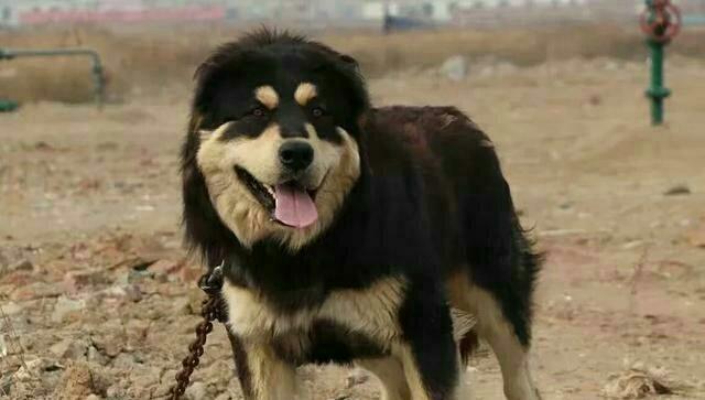 我国最强大的猎犬可以打得过比特犬吗？