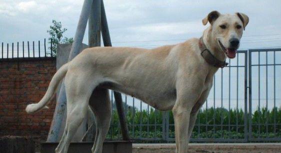 我国最强大的猎犬可以打得过比特犬吗？
