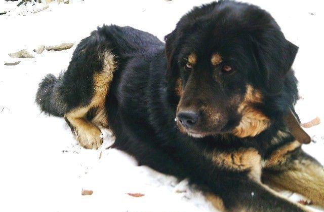我国最强大的猎犬可以打得过比特犬吗？