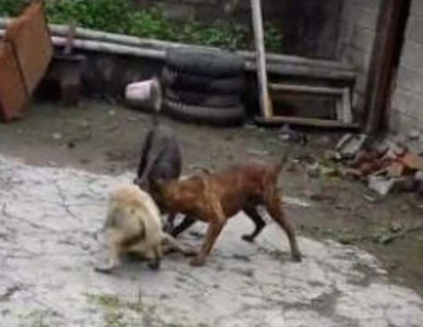 ​宠主家比特犬太威猛，单挑两狗被揍也不撒口，最后结局让人泪目