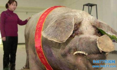 ​世界最大的家猪，死后被制成标本，还成为博物馆的“镇馆之宝”