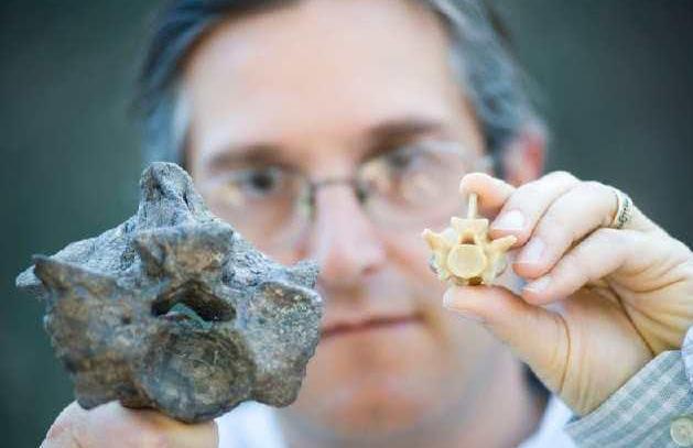 人类确认在地球上存活过的最大蟒蛇，重一吨体长超过12米