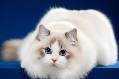 ​养布偶猫十大禁忌：频繁洗澡是大忌(不能散养)