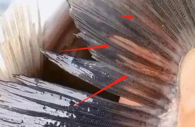 ​线虫钓鱼人常见，最大的线虫却难得见面，可伤害人体致人类生病