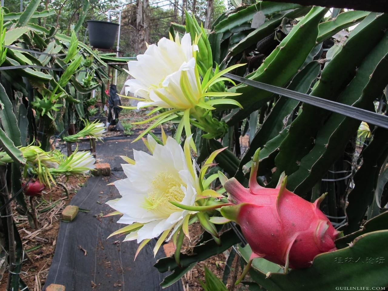霸王花和火龙果花鉴别（图文讲解2种花的区别）