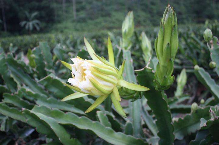 霸王花和火龙果花鉴别（图文讲解2种花的区别）