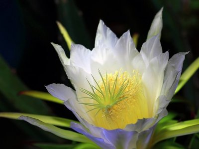 ​霸王花和火龙果花鉴别（图文讲解2种花的区别）