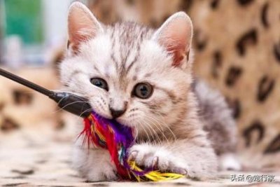 ​猫咪一天到底喂多少？只要保证一天的食物克数就好