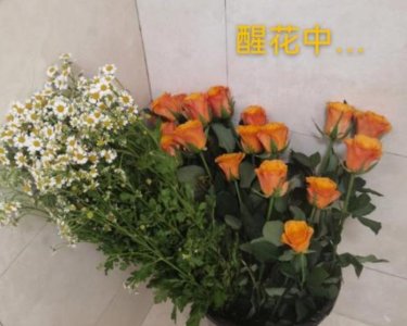 ​醒花与不醒花的区别有哪些？哪个更容易保存？