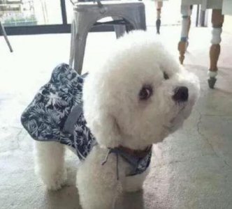 ​养泰迪还是比熊(宠物狗泰迪和比熊哪个好养)