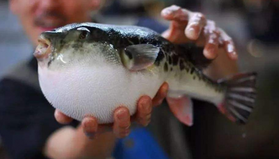 ​河豚最毒的部位是哪里