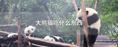 ​大熊猫吃什么东西