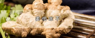 ​姜怕冻不