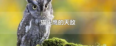 ​猫头鹰的天敌