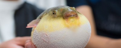 ​海安特产