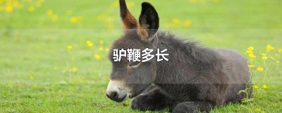 ​驴鞭多长 驴鞭大概有约30厘米长。驴的形象似马，多为灰褐色，头大耳长，胸部