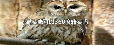 ​猫头鹰可以360度转头吗