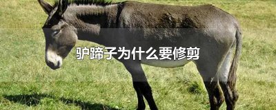 ​驴蹄子为什么要修剪